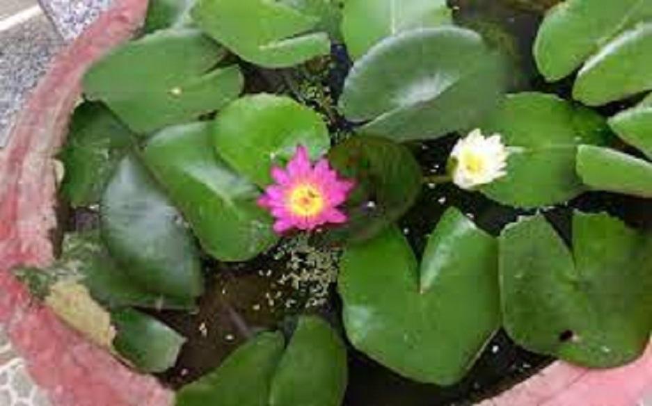 Sen nhật mini đủ màu siêng hoa