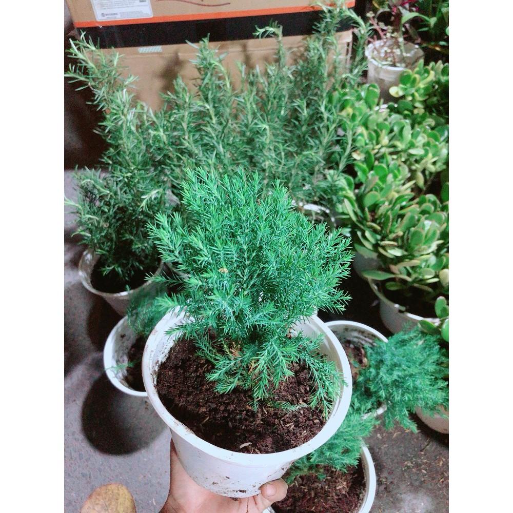 Cây Tùng Bồng Lai
