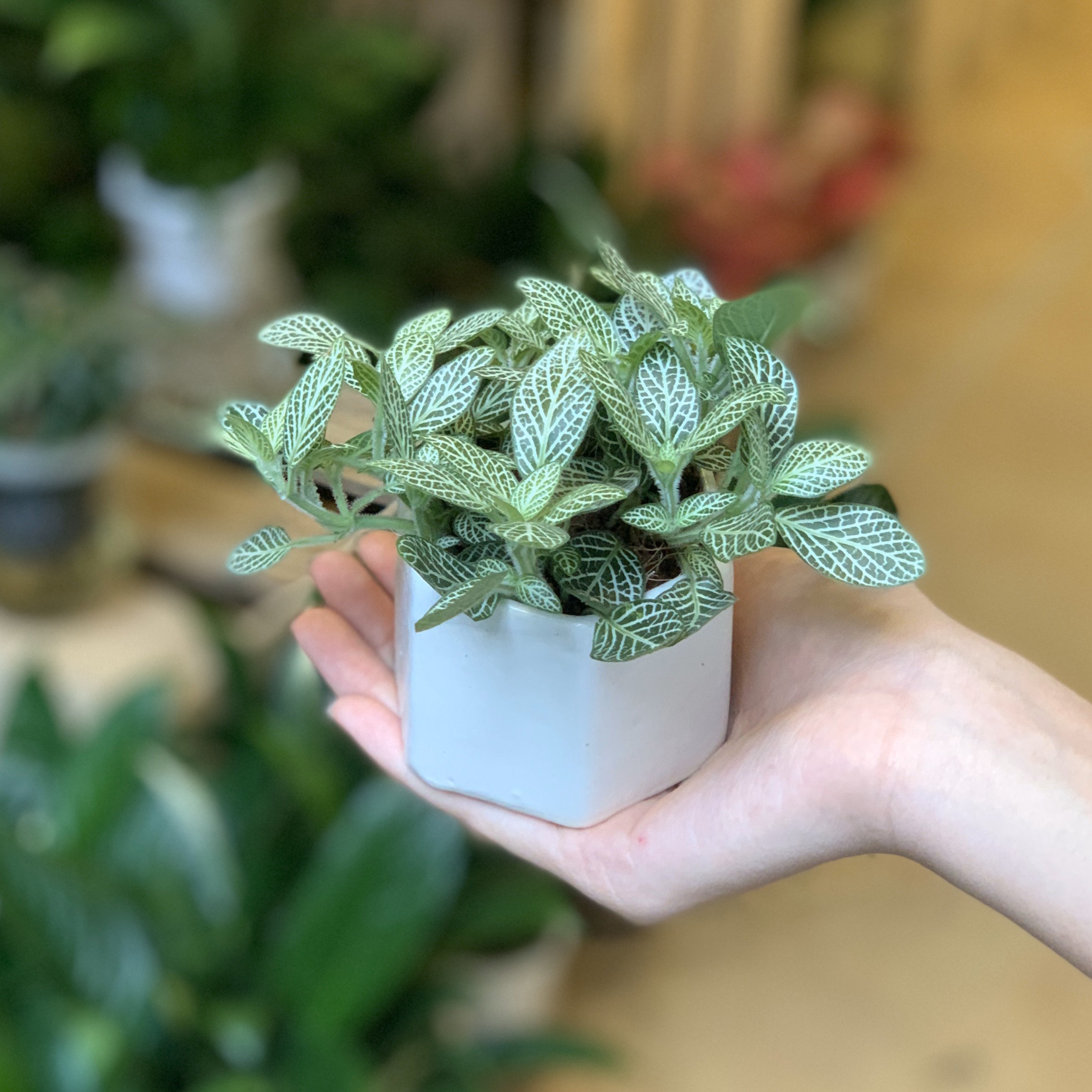 Bộ 2 Cây Mini Để Bàn - 6x6x8 Cm - Cây Cẩm Nhung ( Fittonia, May Mắn) &amp; Chậu Trồng Cây Gốm Sứ Bát Tràng - Dáng Lục Giác - Lá Xanh Sọc Trắng