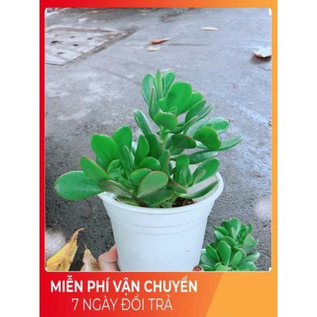 Chậu Ngọc Bích