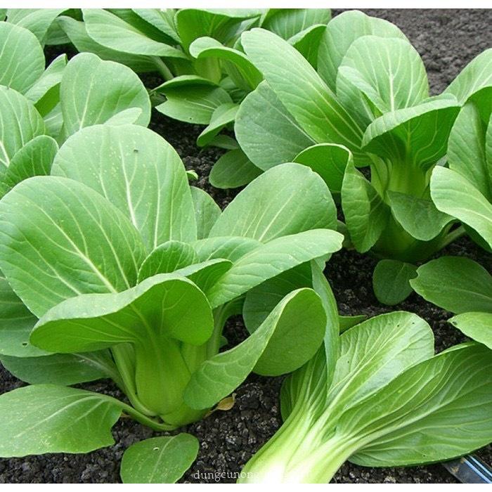 50gr Hạt Giống Cải Thìa - Cải Chíp Năng Suất Cao
