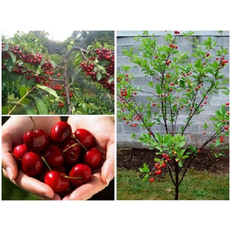 Cây giống CHERRY chịu nhiệt - Cây giống F1- hàng nhập khẩu