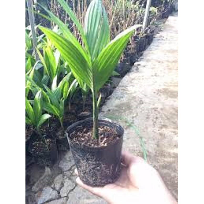 Cây giống CAU TỨ QUÝ - Cho Quả Quanh năm- Giống chuẩn F1