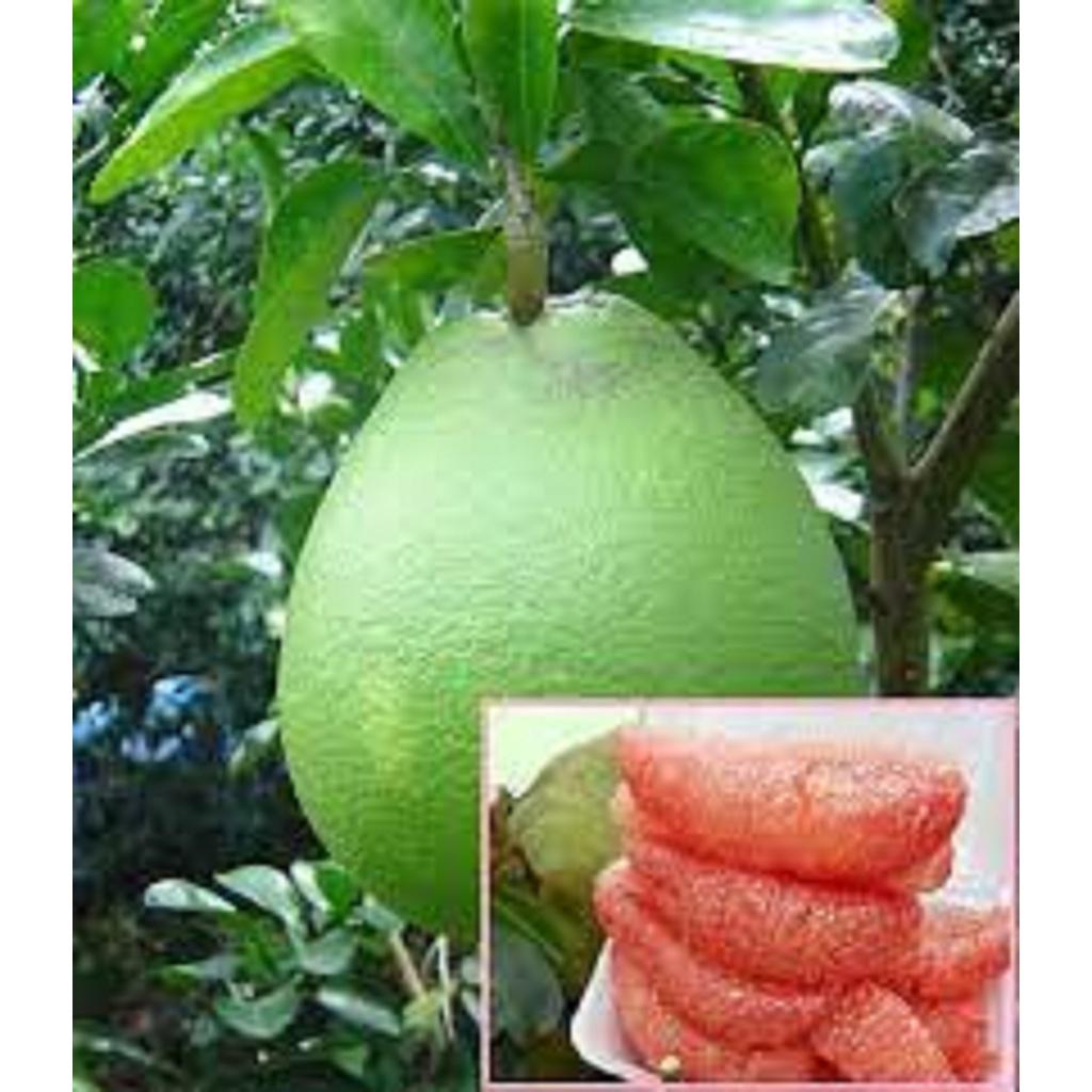 Cây giống Bưởi Da Xanh RUỘT HỒNG