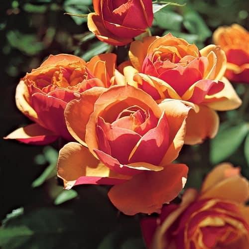 Hoa hồng ngoại ‘Mardi Gras’ Độc Lạ Siêu Hot