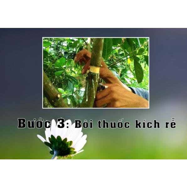 Bầu nhựa chiết cành, ươm cây thông minh kích thước 6cm