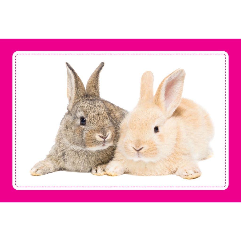Bộ Thẻ Học Thông Minh Cho Bé - Flashcard Song Ngữ Việt - Anh - Bộ thẻ Vật nuôi - Domestic Animals - Khổ 10x15cm - Trí Vi