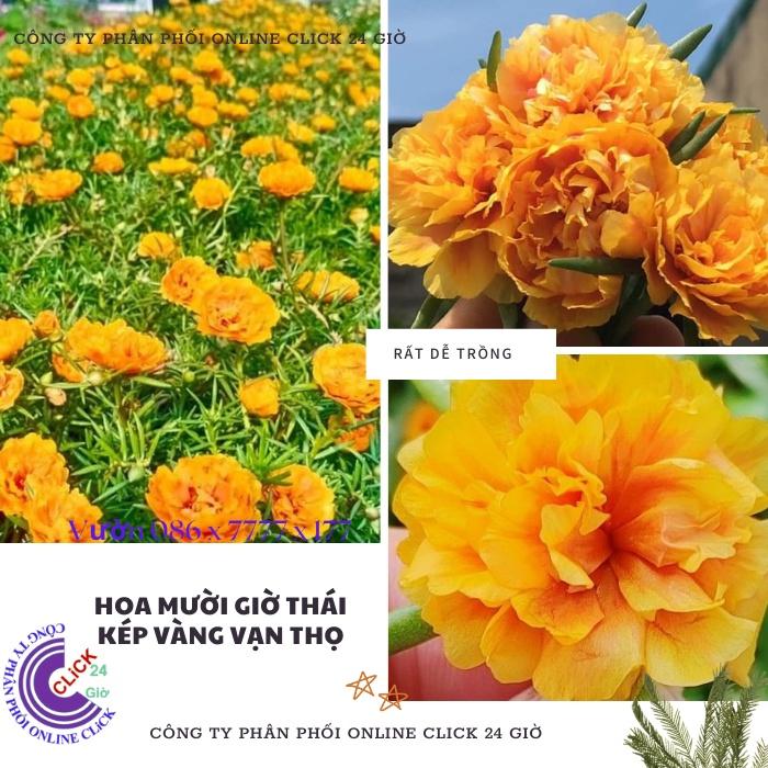 1 Ký Cành Giống Hoa Mười Giờ Thái Kép Màu Vàng Vạn Thọ Đẹp Rực Rỡ Hoa Mười Giờ Bonsai & Phụ Kiện