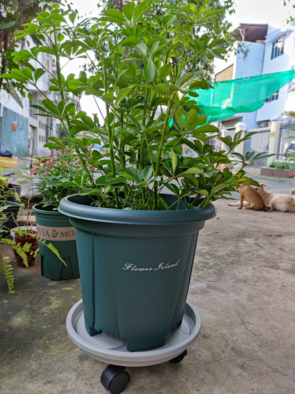 Combo chậu nhựa cao cấp Flower Island + Đế lót chậu bánh lăn có khay hứng nước thông minh