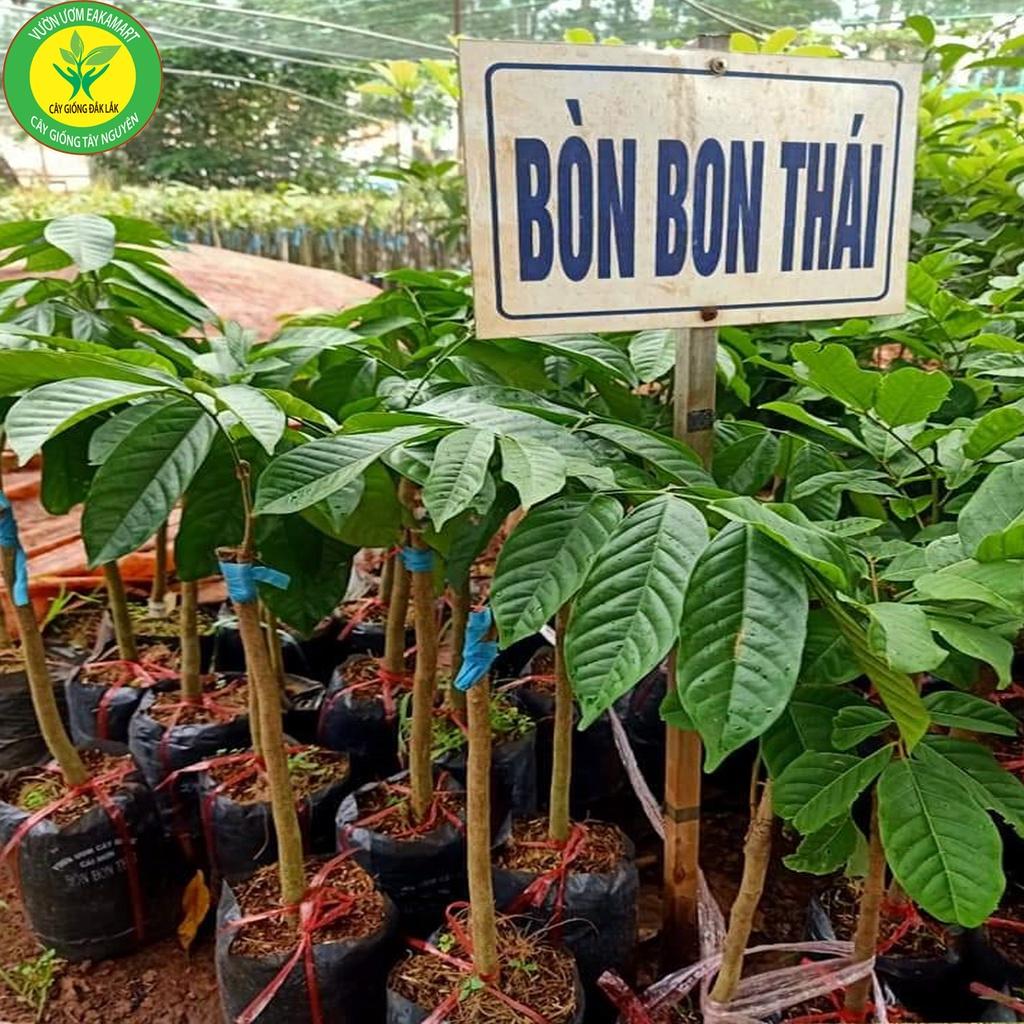 CÂY GIỐNG BÒN BON