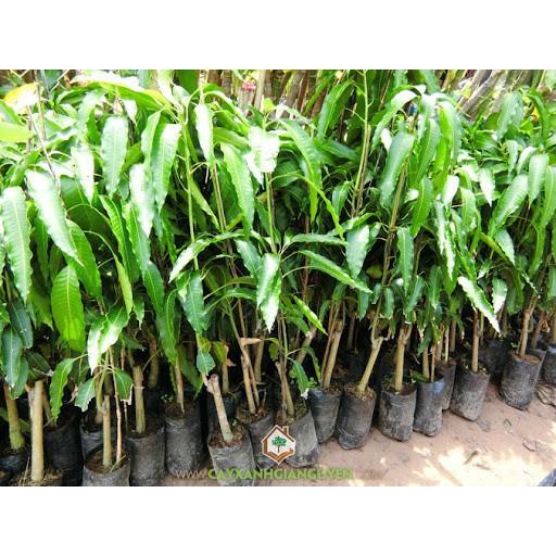 Cây giống XOÀI THÁI miền nam - Giống chuẩn F1 - Siêu sai quả ngon, ngọt