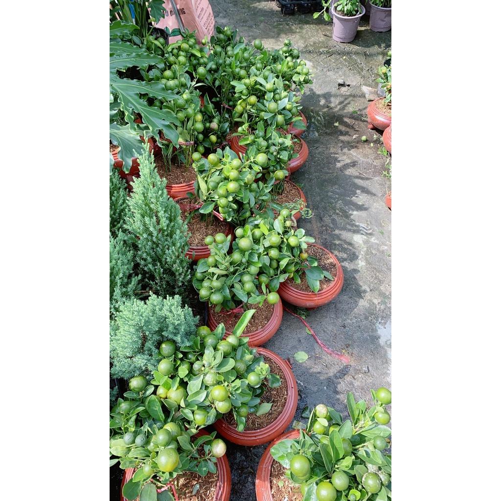 Chậu Cây Tắc