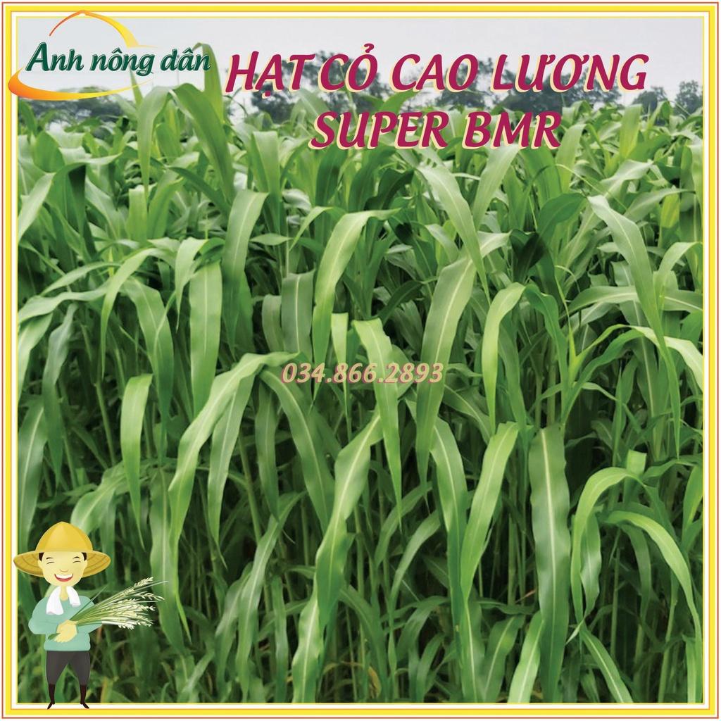 50 gam Hạt giống cỏ cao lương Super BMR - hạt giống cỏ lai sudan Super BMR