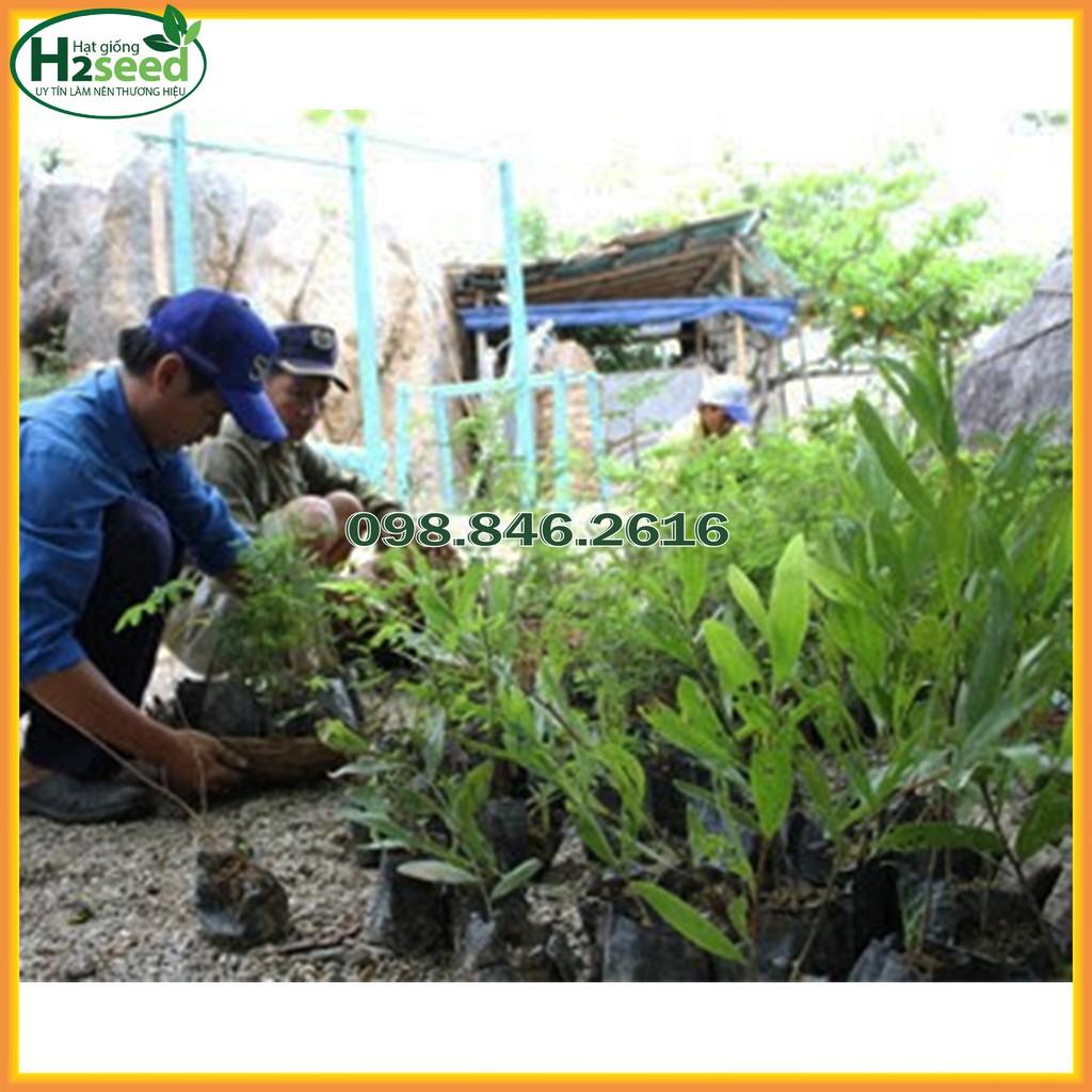 Hạt Giống Keo Dậu - Gói 1kg - Hạt Giống Chất Lượng Cao - Tốt Cho Chăn Nuôi Bò, Cừu, Dê, Thỏ, ...