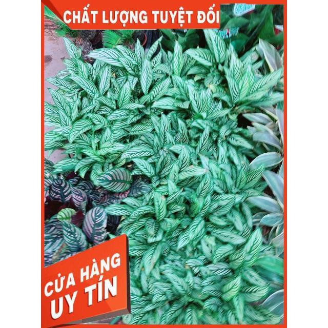 Đuôi Công Xanh