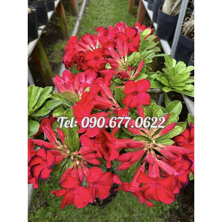 Bịch 10 hạt giống hoa sứ cẩm xuyên 5 cánh nhọn màu đỏ – Mã số 1419