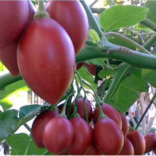 Hạt giống cà chua thân gỗ nhập khẩu