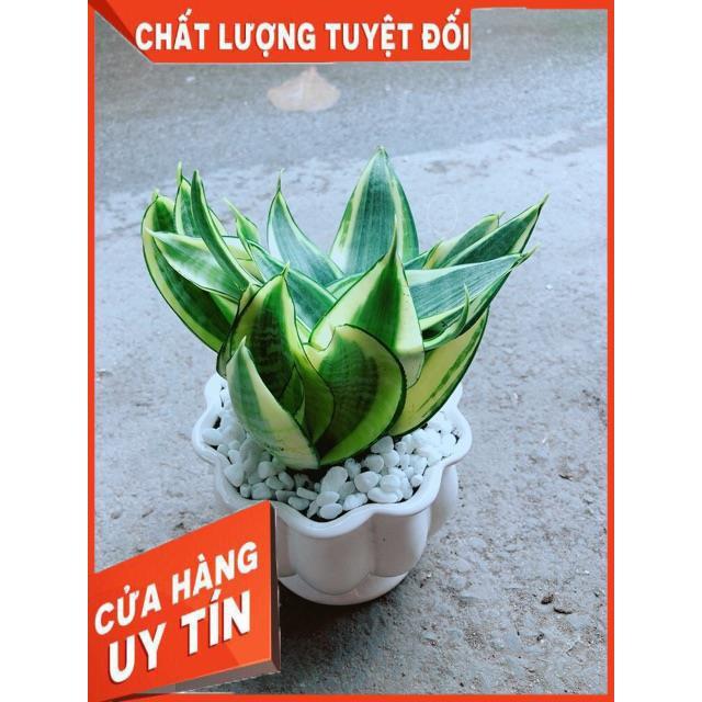 Chậu Lưỡi Hồ Thái Vàng