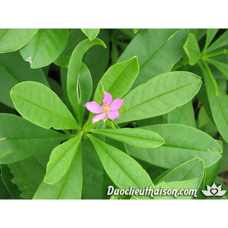 Hạt Giống Sâm Đất - Talinum Crassifolium Willd KNS3711 - Gói 20 hạt