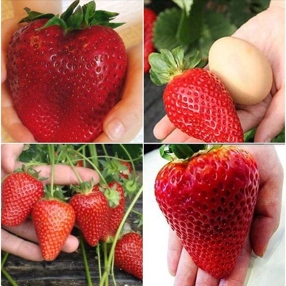 Combo 5 gói Hạt giống dâu tây đỏ khổng lồ/Gói 50 hạt-tặng kèm gói kích mầm