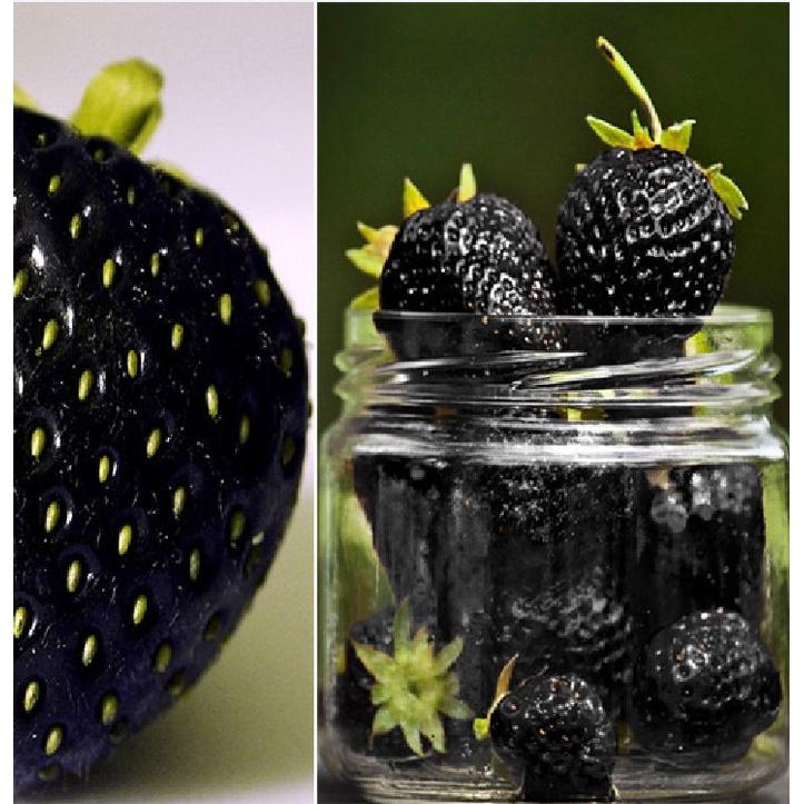 Hạt giống dâu tây đen chịu nhiệt KNS3439 - Gói 100 hạt