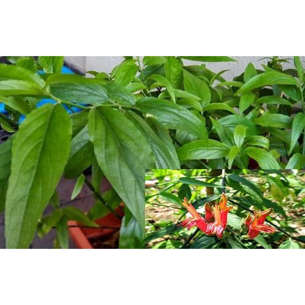 Cây xương khỉ khô 1kg