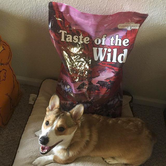 Thức Ăn Cho Chó Corgi, Taste Of The Wild Bao 2kg - Thức Ăn Cho Chó, Vị Thịt Heo Rừng, Trái Cây Rau Củ Quả