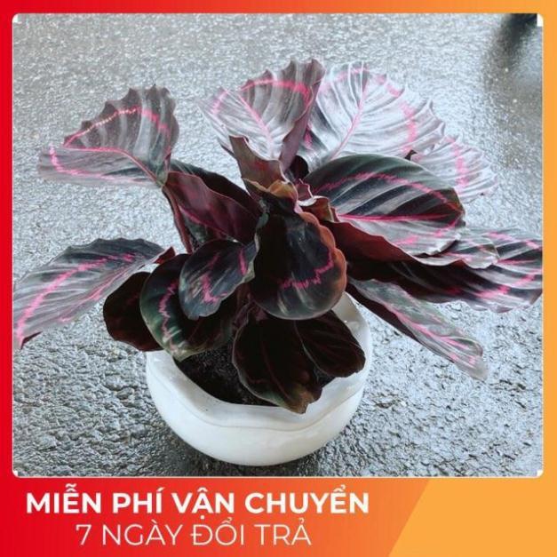 Chậu Cây Đuôi Công Tím