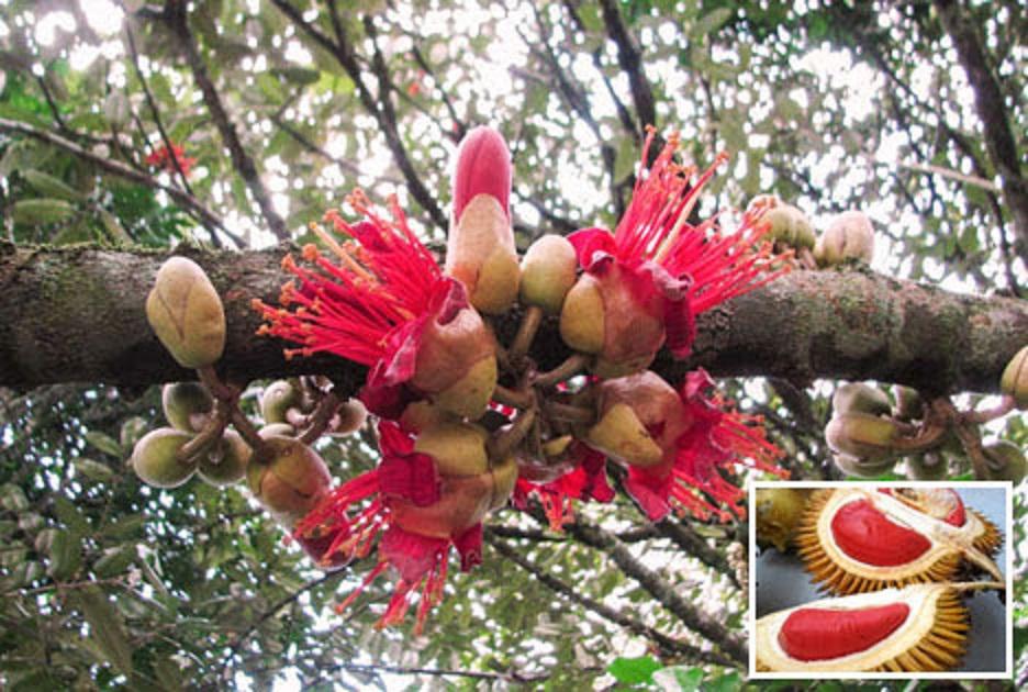 Combo 2 Cây SẦU RIÊNG RUỘT ĐỎ, cây giống mới to khỏe