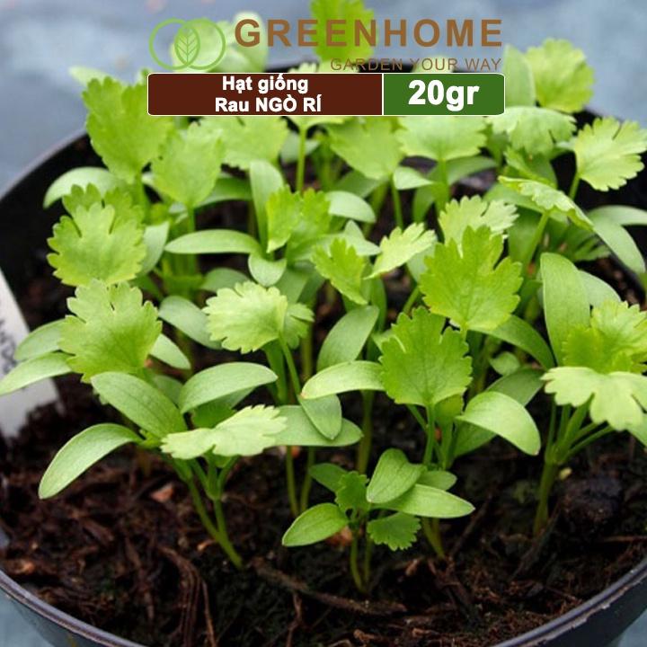 Hạt Giống Ngò Rí Greenhome, Gói 20gr, Dễ Trồng Quanh Năm, Nảy Mầm Cao, Thu Hoạch Nhanh, Năng Suất Cao G03