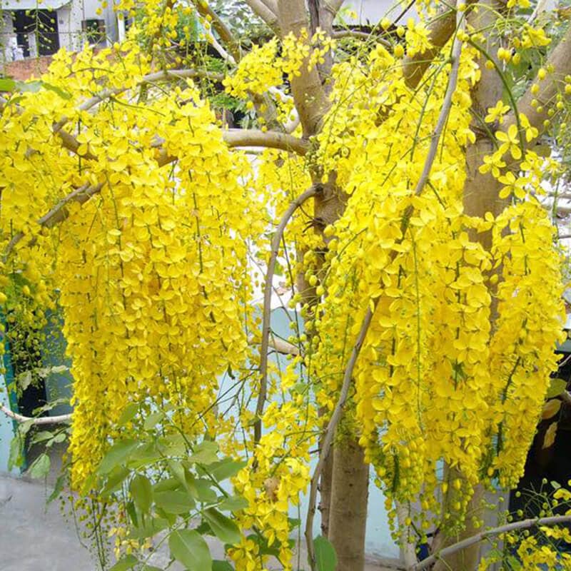 Hạt giống muồng hoàng yến