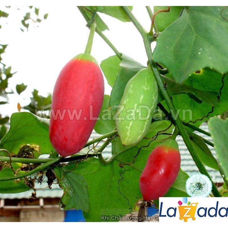Hạt Giống Cây Bình Bát Dây Dây Bát Mãng Bát a1