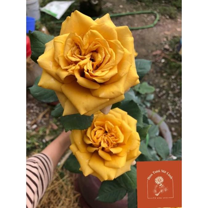 hoa hồng Tree Thân Gỗ Pine Dream rose Vàng đồng sang chảnh quý phái