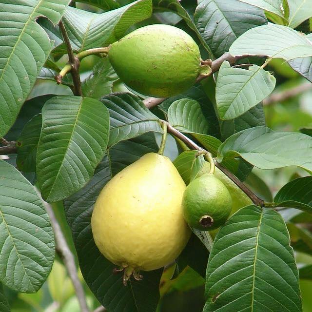 Cây Ổi Lá Kim - cây ăn quả + tặng phân bón cho cây