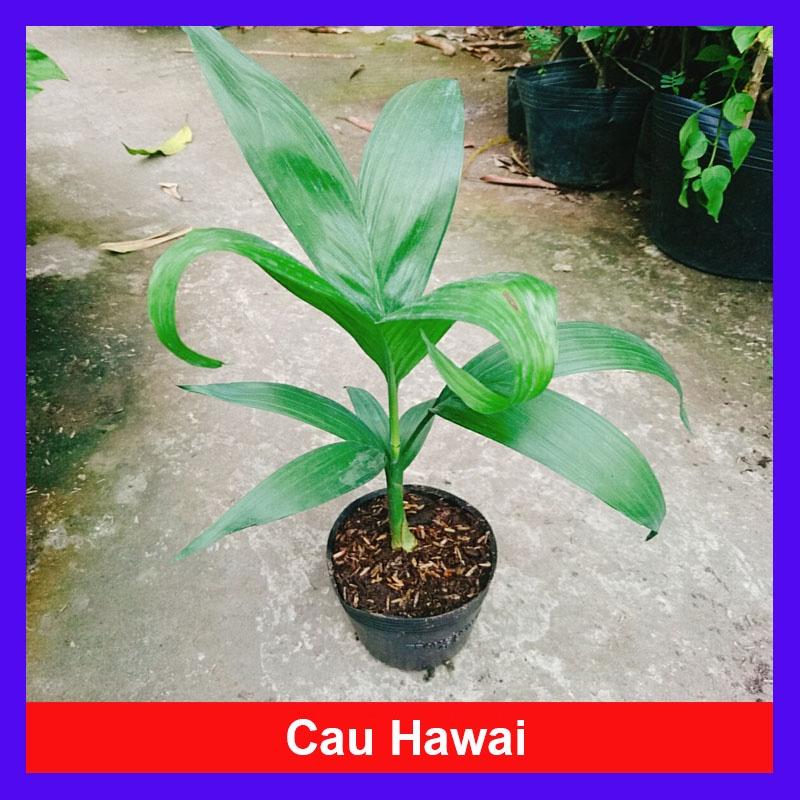 Cây Cau Hawai - cây cảnh trong nhà
