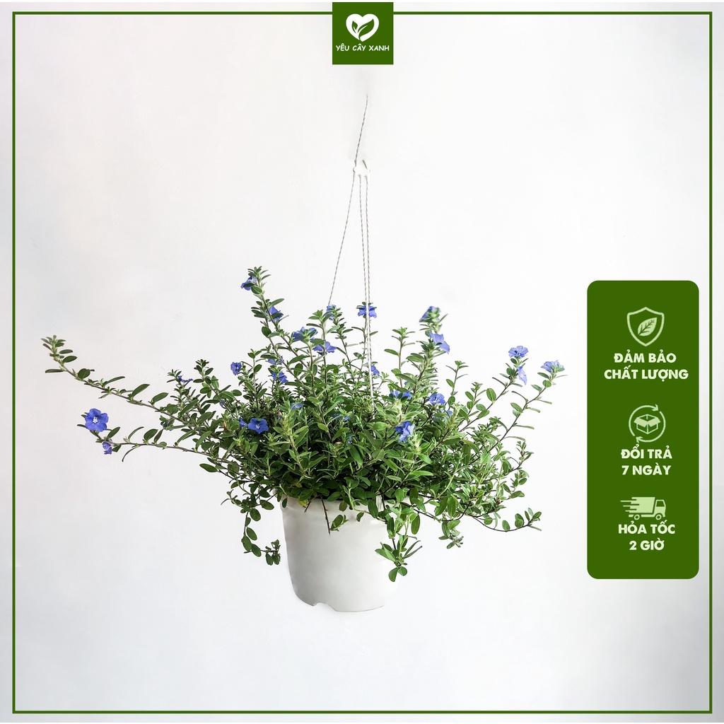 Cây Hoa Thanh Tú treo trang trí ban công sân vườn