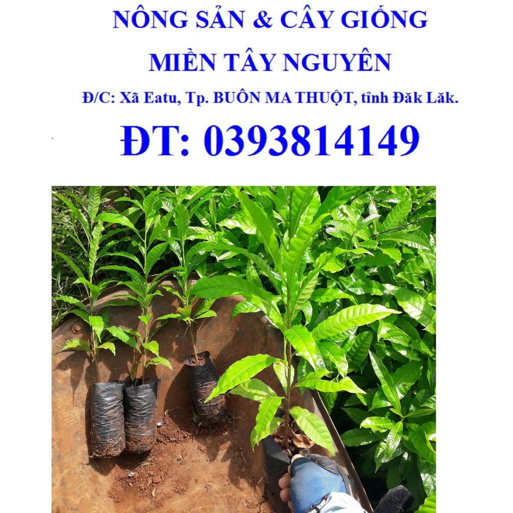 Cây giống Vú sữa Hoàng Kim thực sinh