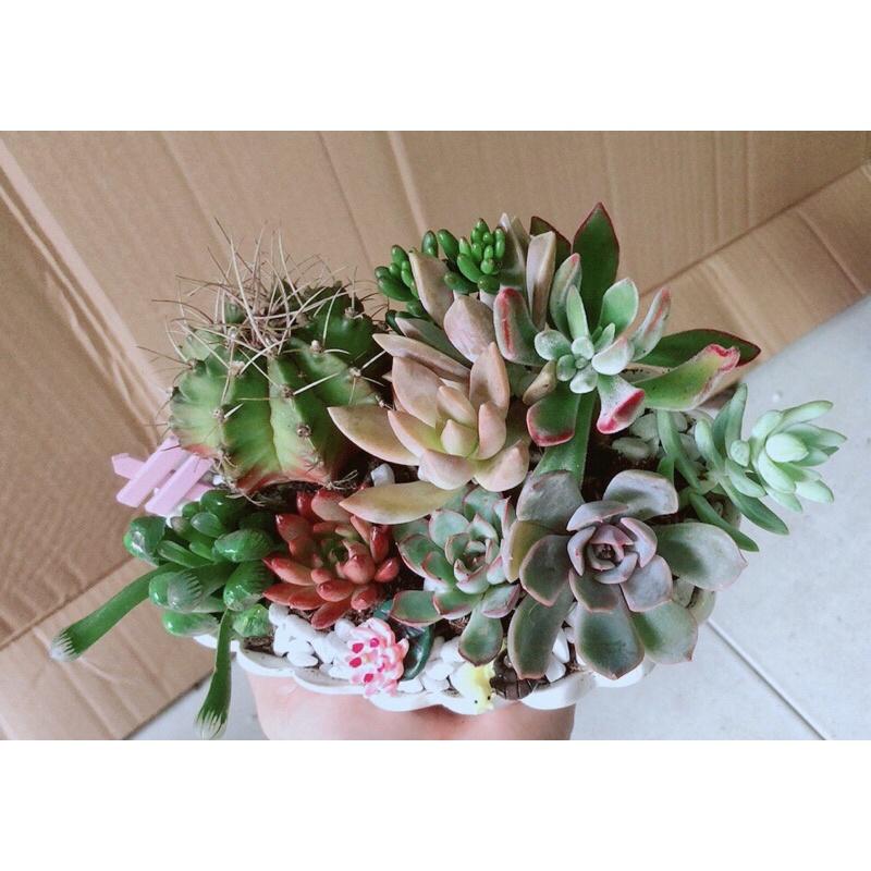 Chậu Sen Đá Xương Rồng Tiểu Cảnh
