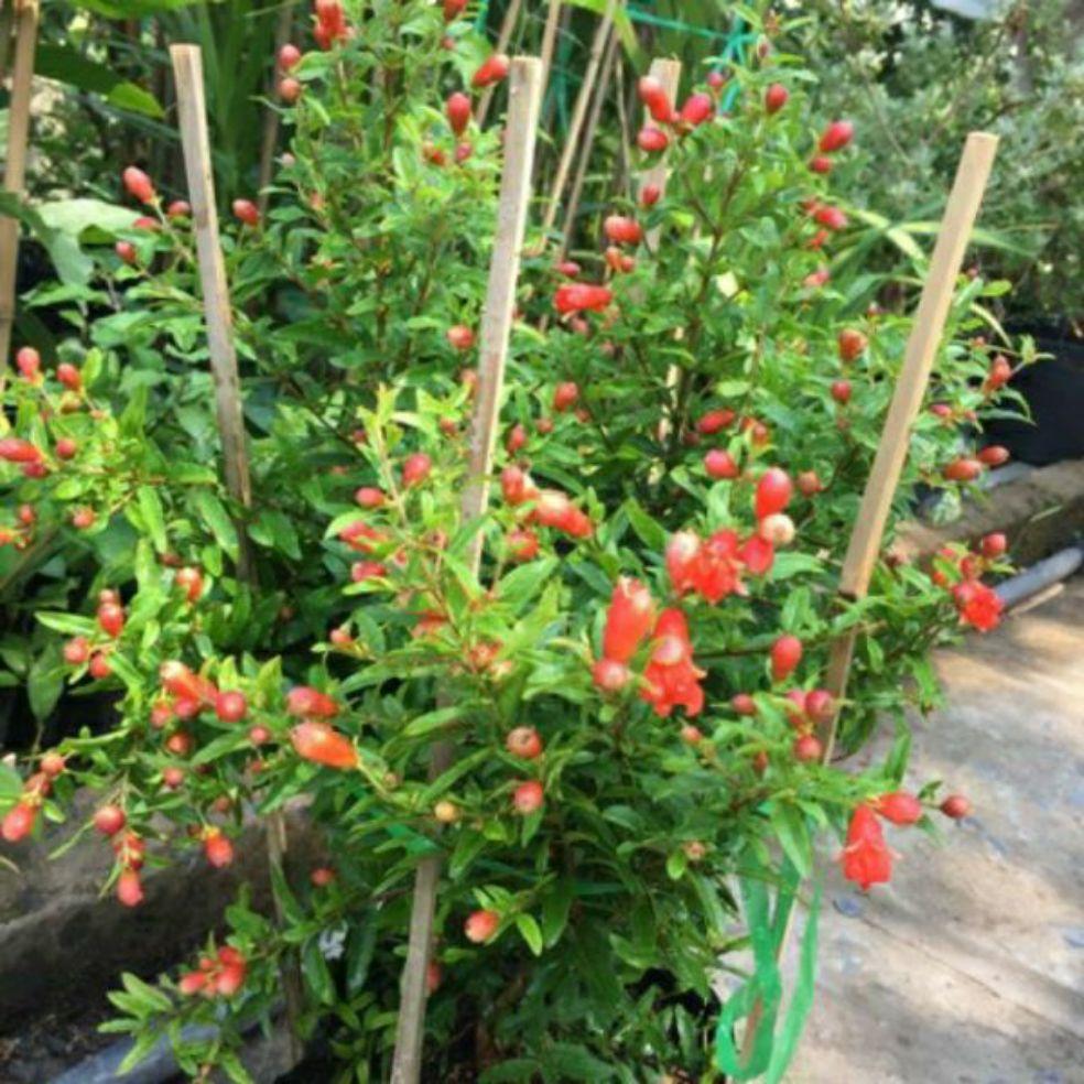 Cây Lựu Ấn Độ trồng chậu