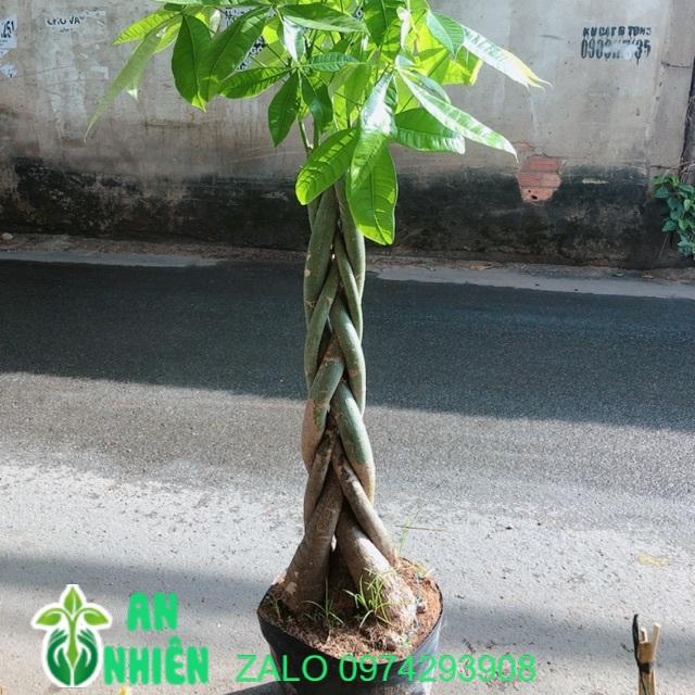 Kim Ngân Thắt Bính Gốc Lớn