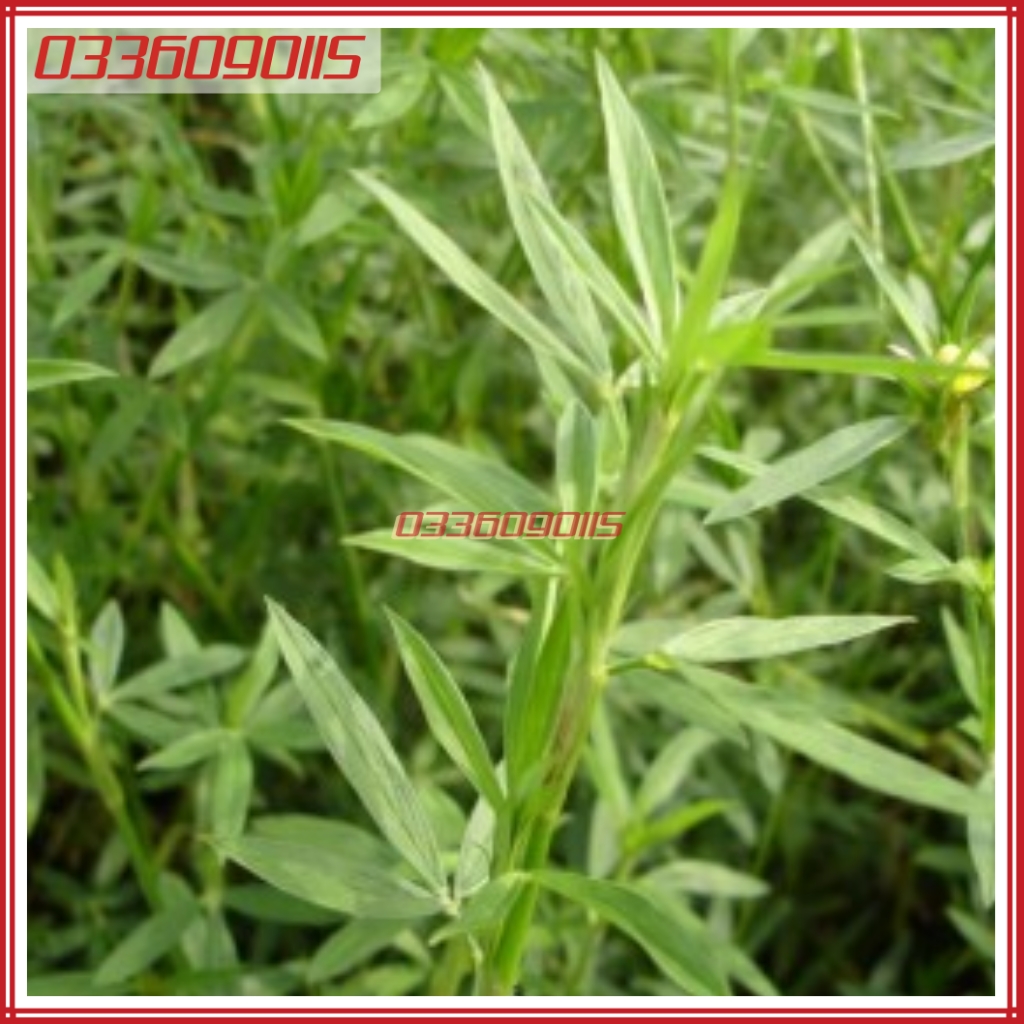500g Hạt giống cỏ đậu stylo giàu dinh dưỡng dùng cho chăn nuôi - Hạt giống cỏ chăn nuôi loại 1