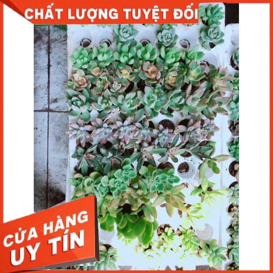 Combo 12 cây sen đá vỉ Nhiều Người Mua