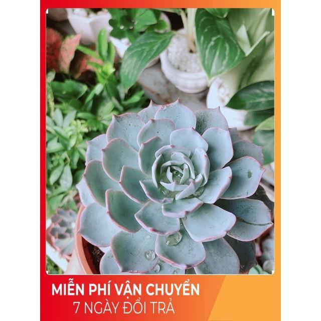 Sen Đá Hồng Phấn Size Đại