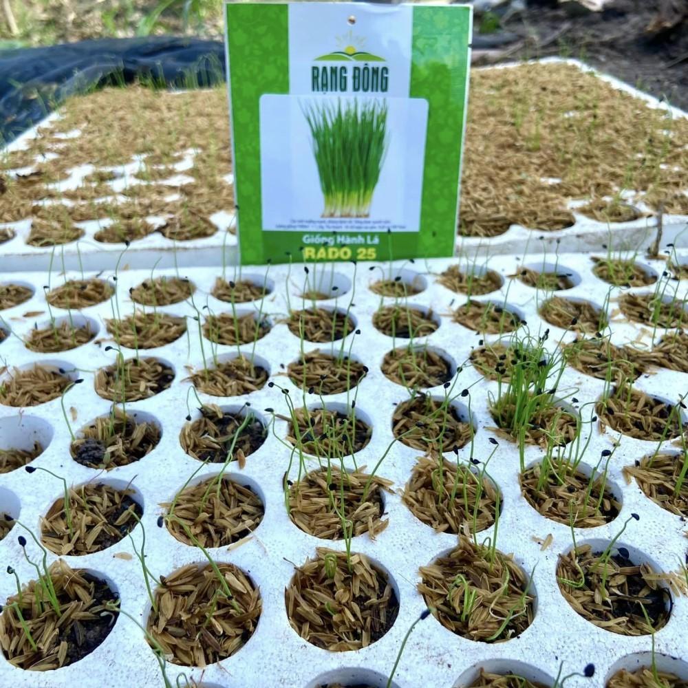 Hạt giống Hành Lá Rado 25 (2,5g~700 hạt) cây phát triển mạnh, trồng quanh năm, dễ chăm sóc - Hạt giống Rạng Đông