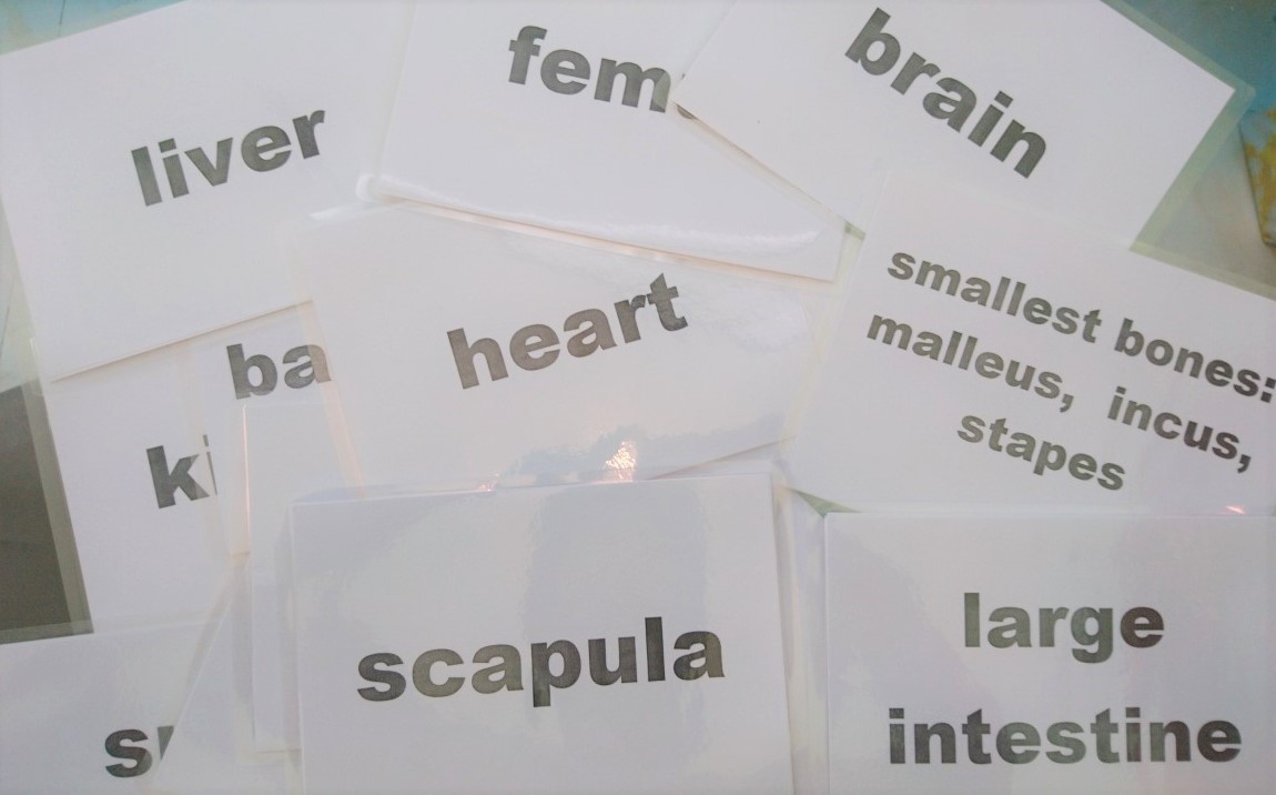 Internal Body Part Flashcards - Bộ thẻ học tiếng Anh chủ đề bộ phận cơ thể - Các bộ phận bên trong - 15 thẻ