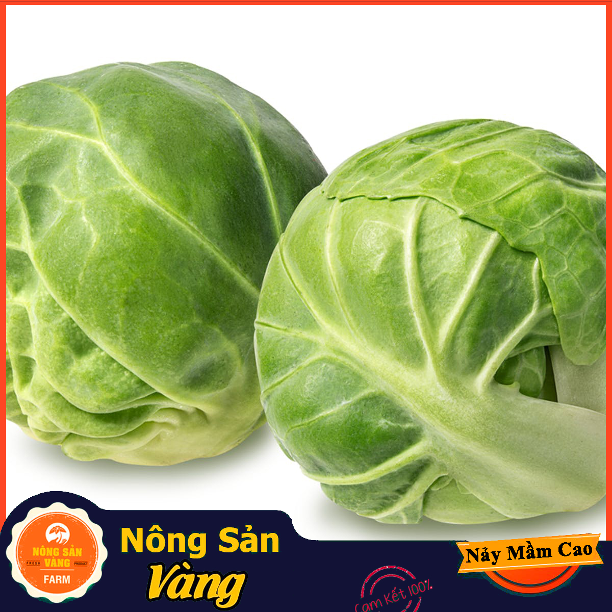 Hạt giống Bắp Cải Tí Hon Xanh - Nông Sản Vàng