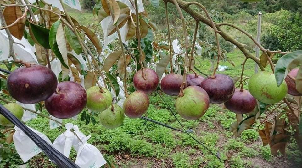 CÂY GIỐNG VÚ SỮA MICA