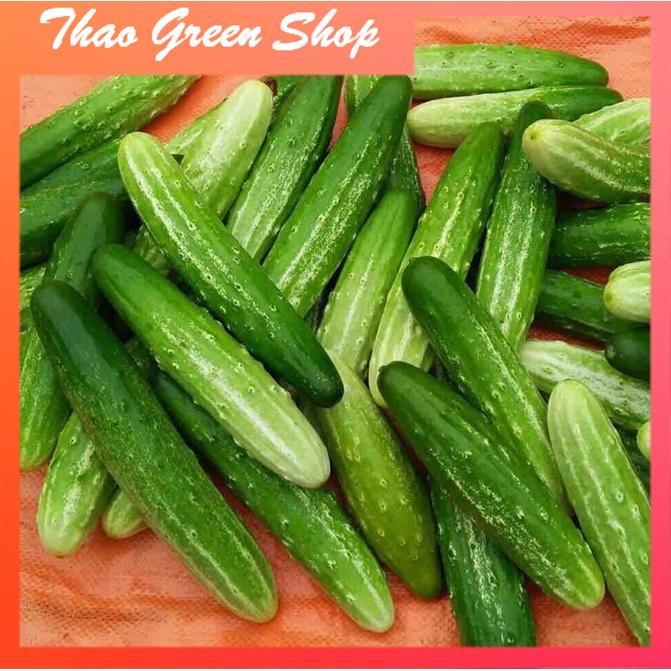 Hạt giống Dưa chuột nếp Lai F1 Thơm Giòn