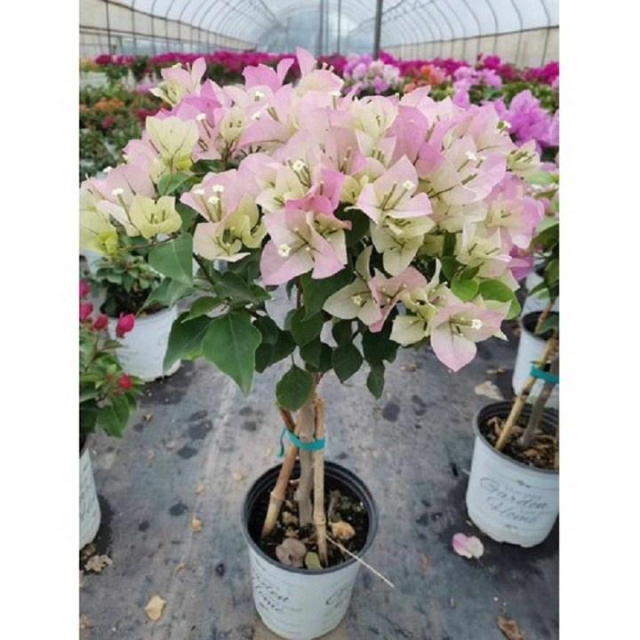 CHẬU HOA GIẤY ĐỦ MÀU, CHẬU LỚN, GIÁ SIÊU RẺ