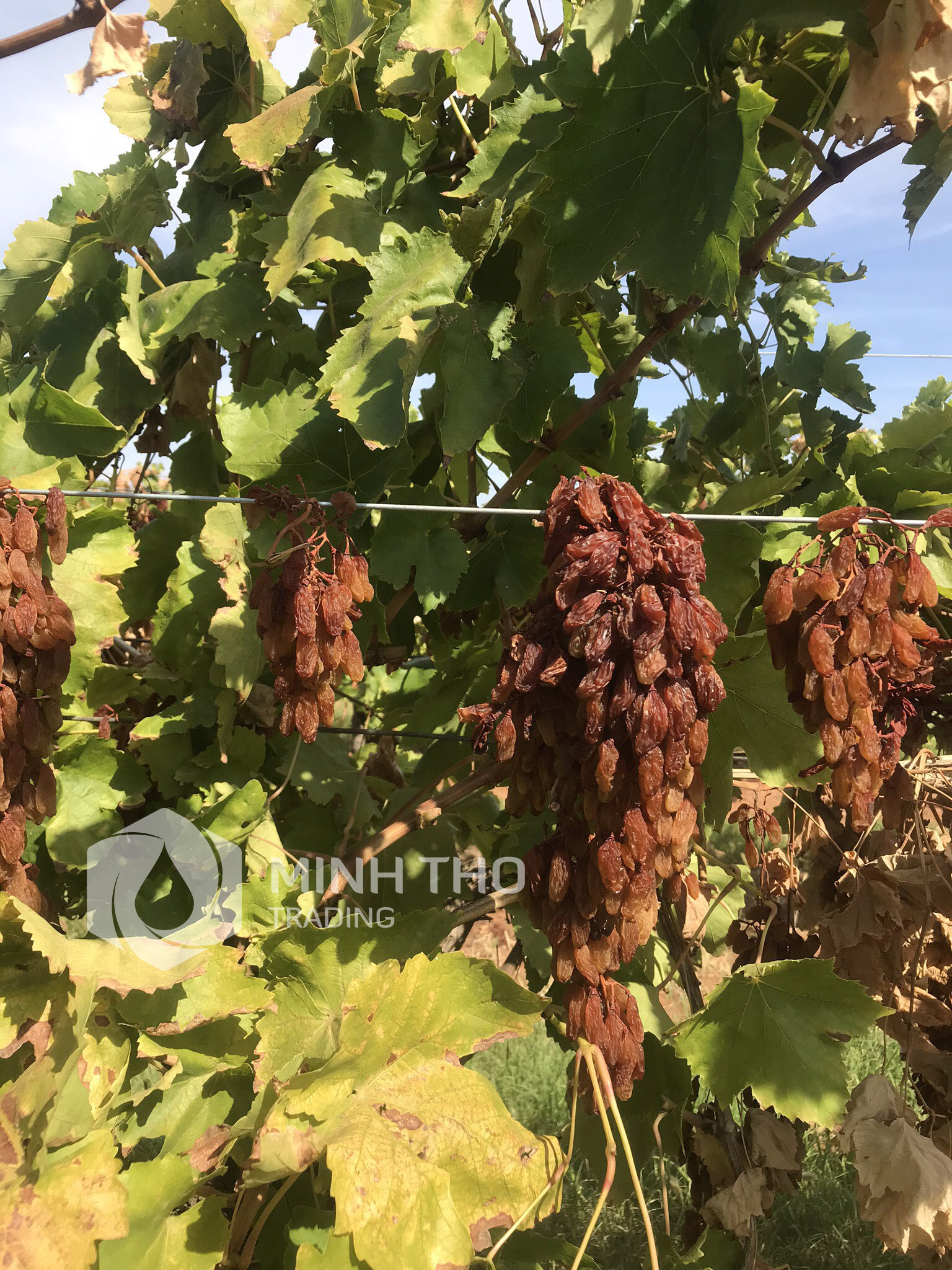 Nho khô nguyên cành Úc Adora St Food - Món ngon và Bổ dưỡng, Chứa nhiều vitamin, khoáng chất tự nhiên, Tốt cho sức khỏe tổng thể